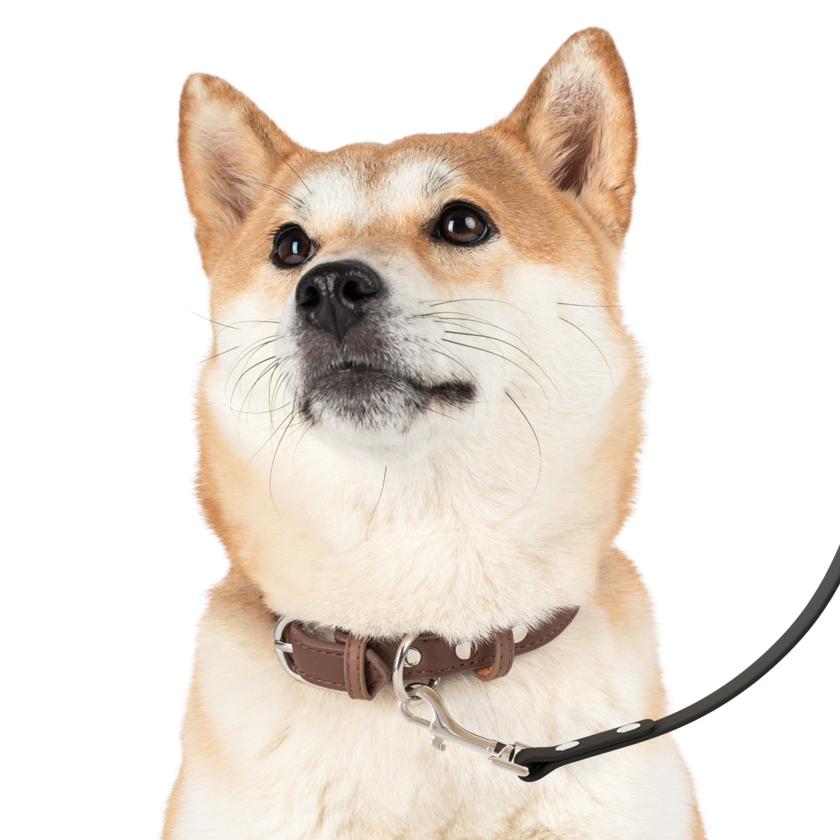 Riffs & Rescues Dog Leash